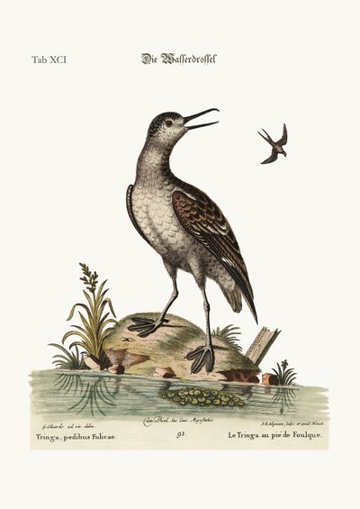 El Tringa de pie coot, 1749-73 de George Edwards